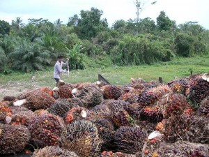 palm-oil-1