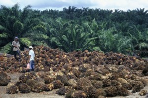 palm-oil-2