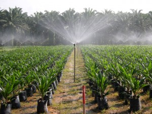 palm-oil-3