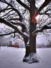 tree