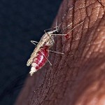 anopheles-mosquito-150x1501 anopheles-mosquito-150x1501