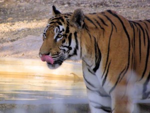 SEEtheWILD promotes a tiger spotting tour in India