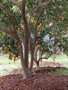 citrusfarm
