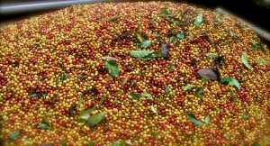 Coffee yields are down, and prices are shooting up due to the consequences of climate change