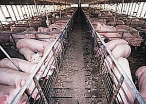 hog_confinement_barn_interior