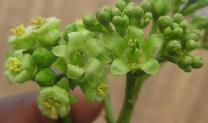 jatropha