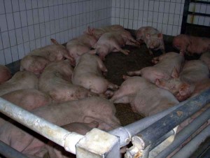pigs-lying