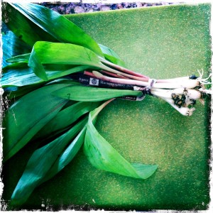 As locally grown, foraged food becomes increasingly trendy, plants like wild ramps are at risk of being over-picked