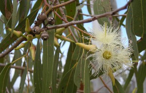 800px-eucalyptus_tereticornis_flowers_capsules_buds_and_foliage