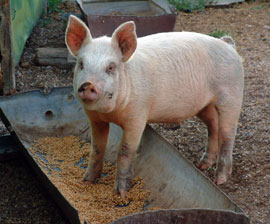 pig_trough_270x224