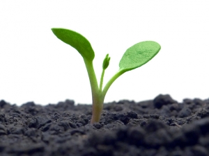 Social Innovation