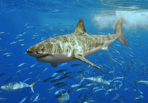 sharks